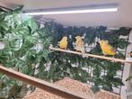 Kanarie te koop schimmel geel isabel, Dieren en Toebehoren, Vogels | Overige Vogels