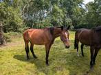 Mooie grote 7 jarige  fokmerrie uit bewezen moederlijn, Dieren en Toebehoren, Paarden, Merrie, Springpaard, Gechipt, M