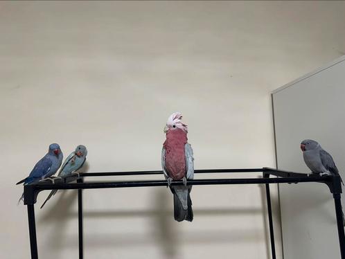 Handtamme rose kaketoe 4 jaar oud pop, Dieren en Toebehoren, Vogels | Parkieten en Papegaaien, Papegaai, Vrouwelijk, Pratend, Tam