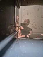 20 snow White longfin gen Ancistrussen