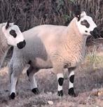 Kerry Hill ooilam, Dieren en Toebehoren, Schapen, Geiten en Varkens, Vrouwelijk, Schaap, 0 tot 2 jaar