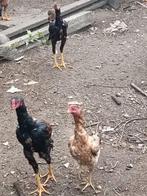 Shamo haan en hennen, Dieren en Toebehoren