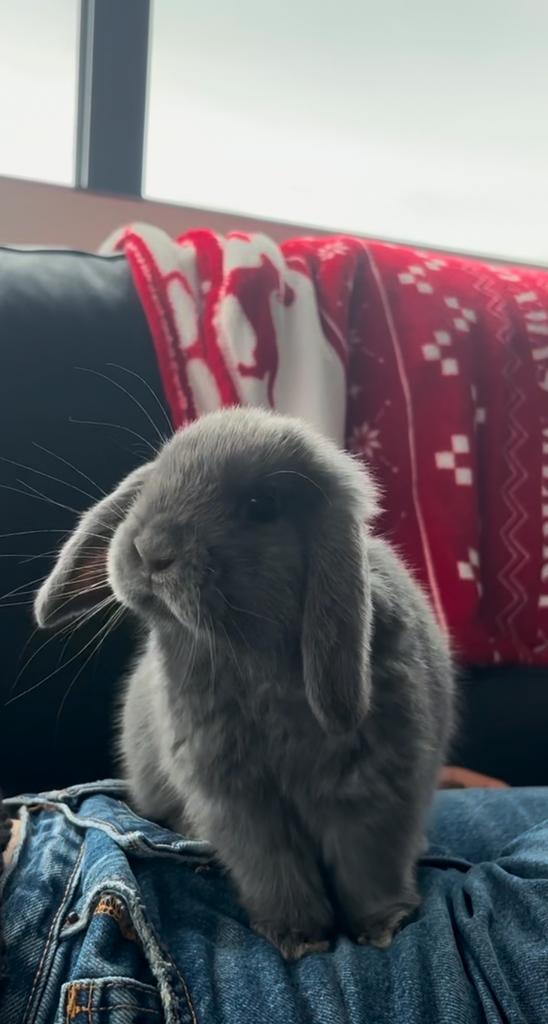 Konijn minilop met toebehoren, Dieren en Toebehoren, Konijnen, Klein, Mannelijk, 0 tot 2 jaar