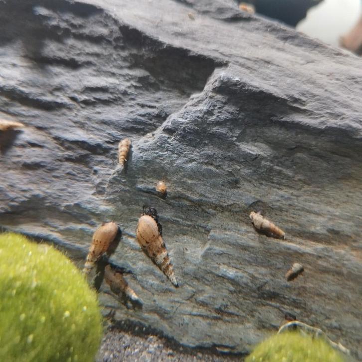 Torenslakken, Dieren en Toebehoren, Vissen | Aquariumvissen