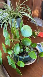 planten inclusief pot, Tuin en Terras, Planten | Tuinplanten, Ophalen