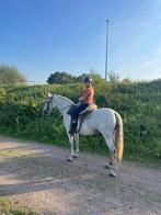 Spaanse PRE ruin te koop, Hongre, 160 à 165 cm, Cheval de récréation, 11 ans ou plus