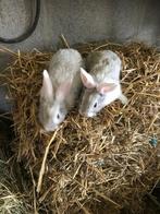 Konijnen, Dieren en Toebehoren