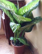 Dieffenbachia, Huis en Inrichting, Kamerplanten, Ophalen