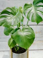 Monstera Deliciosa, Huis en Inrichting, Ophalen, Overige soorten, Halfschaduw, Minder dan 100 cm