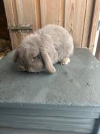 Nederlandse dwerghangoor, Dieren en Toebehoren, Konijnen, Mannelijk, Dwerg, Hangoor, 0 tot 2 jaar