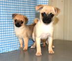 Supermooie  X Mops pups!, CDV (hondenziekte), Meerdere, Klein, Buitenland