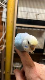 Jonge grasparkieten, Dieren en Toebehoren, Meerdere dieren, Parkiet, Tam