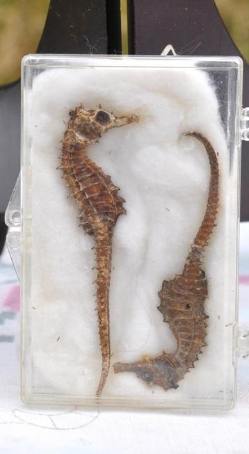 2 hippocampes momifié  beschikbaar voor biedingen