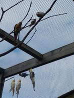 Vogels, Dieren en Toebehoren, Vogels | Parkieten en Papegaaien, Meerdere dieren