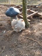 Cochin bobtail toompje, Animaux & Accessoires