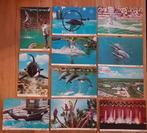 11 cartes postales Sea World Floride USA, Collections, Cartes postales | Animaux, Enlèvement ou Envoi, 1980 à nos jours, Non affranchie