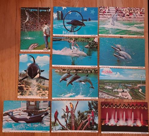 11 cartes postales Sea World Floride USA, Collections, Cartes postales | Animaux, Non affranchie, 1980 à nos jours, Animal aquatique