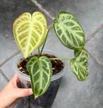 Anthurium Silver Blush mint, Ophalen of Verzenden