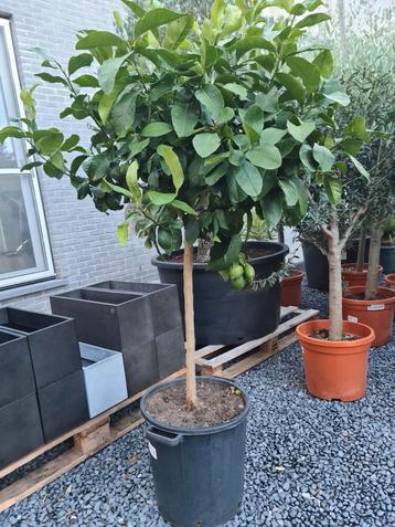 Citrus citroen  beschikbaar voor biedingen