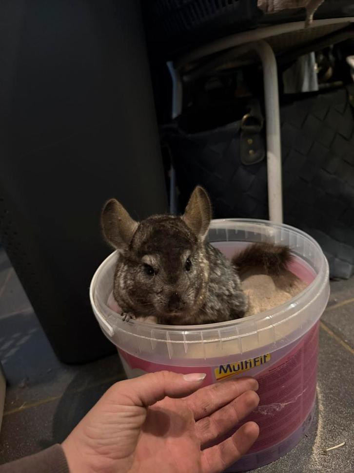Dame chinchilla van 3jaar oud, Dieren en Toebehoren, Knaagdieren, Vrouwelijk, Chinchilla, December, Tam
