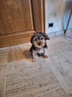 Yorkshire terrier pups, Parvovirose, Plusieurs, Yorkshire Terrier, Belgique