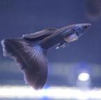 Moscow Dark Blue Guppy, Dieren en Toebehoren