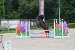 Talentvolle 4 jarige ruin – Cote d’or Z, Dieren en Toebehoren, Paarden, Springpaard, B, Ruin, 3 tot 6 jaar