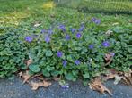 Campanula Portenschlagiana, Tuin en Terras, Planten | Tuinplanten, Ophalen, Bodembedekkers, Vaste plant, Halfschaduw