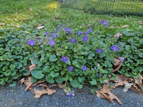 Campanula Portenschlagiana, Tuin en Terras, Planten | Tuinplanten, Vaste plant, Bodembedekkers, Halfschaduw, Lente, Ophalen