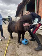 Shetlander, Dieren en Toebehoren, Ruin, Zadelmak, Gechipt, 11 jaar of ouder