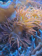 Anémones Entacmaea quadricolor rouge, Enlèvement, Neuf, Plante(s), Pierre ou Bois