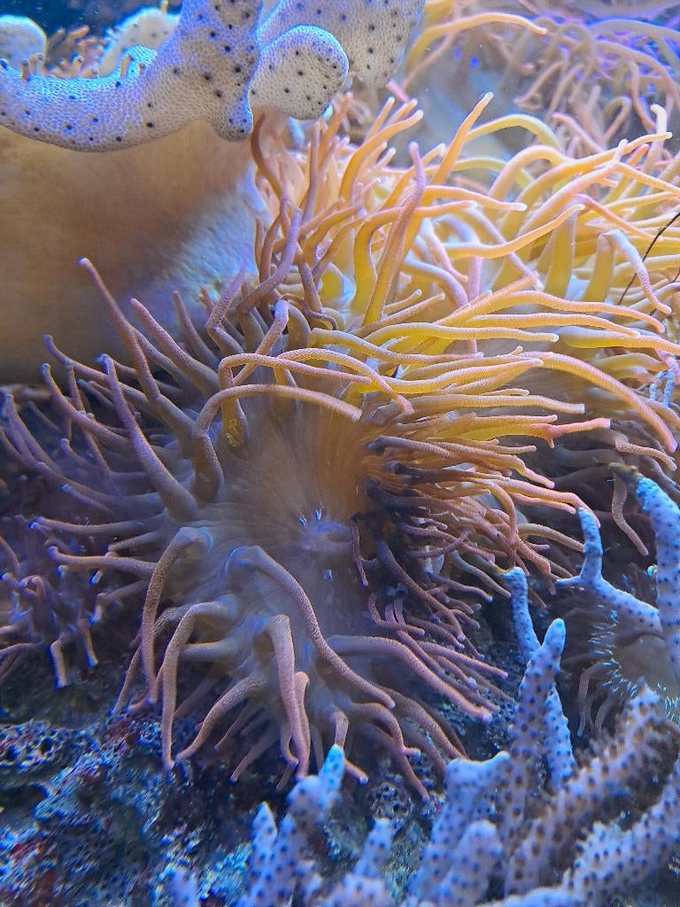 Anémones Entacmaea quadricolor rouge, Animaux & Accessoires, Poissons | Aquariums & Accessoires, Neuf, Plante(s), Pierre ou Bois