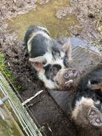 Hobbyvarkens, Dieren en Toebehoren, Schapen, Geiten en Varkens