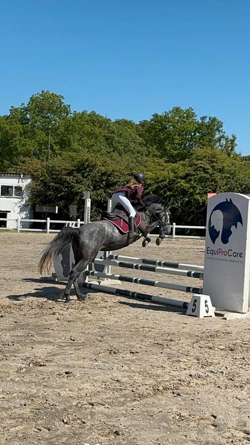 Lieve jonge merrie, Dieren en Toebehoren, Pony's, Merrie, B, D pony (1.37m tot 1.48m), Springpony, 3 tot 6 jaar, Ontwormd