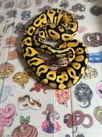 Ballpython