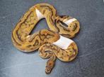 Python regius, Dieren en Toebehoren, Reptielen en Amfibieën, Slang, 0 tot 2 jaar