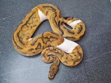 Python regius  beschikbaar voor biedingen