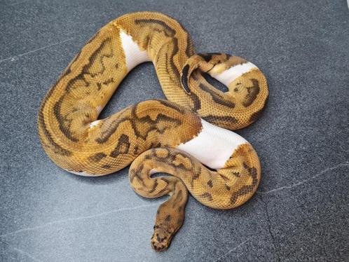 Python regius, Dieren en Toebehoren, Reptielen en Amfibieën, Slang, 0 tot 2 jaar