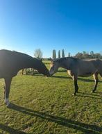 Twee plaatsen beschikbaar in onze weide met track, Dieren en Toebehoren, Weidegang, 2 of 3 paarden of pony's