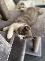 kittens exotic korthaar, Meerdere dieren, Gechipt, 0 tot 2 jaar
