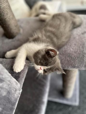 kittens exotic korthaar beschikbaar voor biedingen