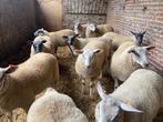 Rammen te koop, Dieren en Toebehoren, Schapen, Geiten en Varkens, Mannelijk