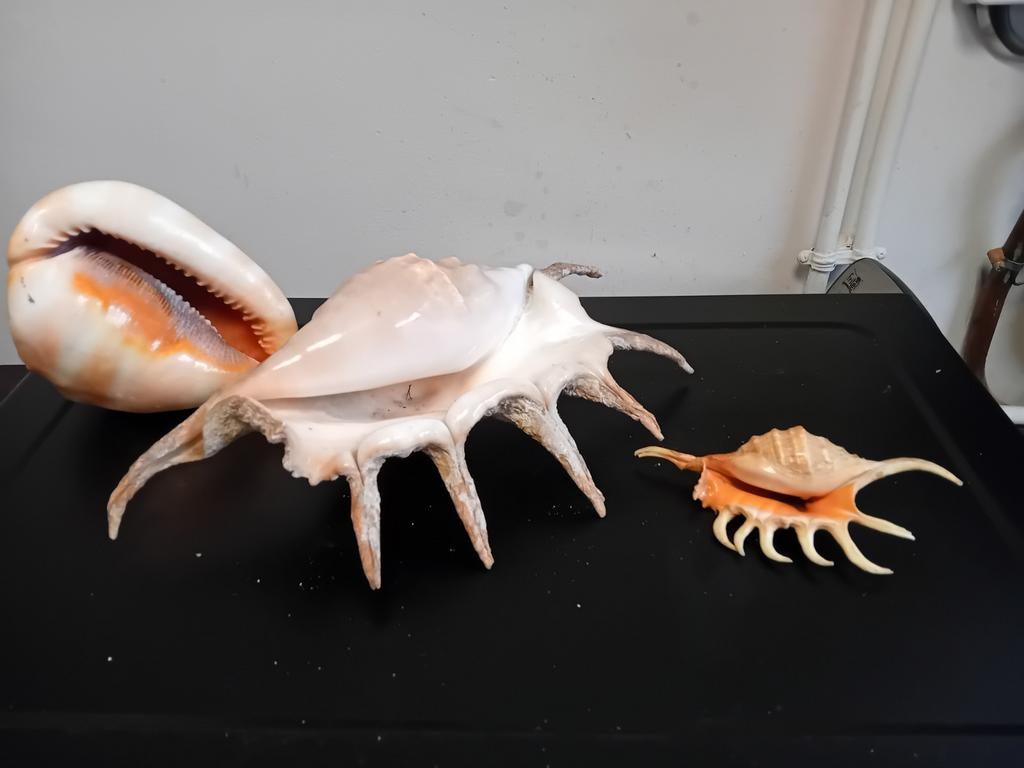 Ancien coquillages, Enlèvement ou Envoi, Coquillage(s)