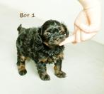 Schattige hypoallergene pups, Autres races, 8 à 15 semaines, Plusieurs, Éleveur | Loisir