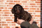 Prachtige Cockapoo pups, Parvo, België, Overige rassen, 8 tot 15 weken