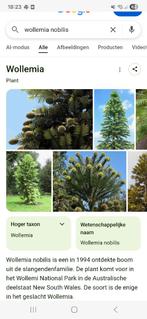 Gezocht  de wollemia nobilis  plant/boom, Tuin en Terras, Ophalen