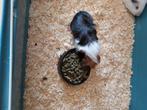 Cavia's, Dieren en Toebehoren, Knaagdieren, Juli, Vrouwelijk, Cavia