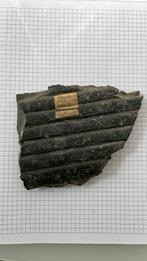 Fossile Tige de fougère (carbonifère), Fossile