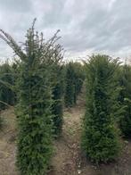 Professioneel gekweekte Taxus baccata 140-160 Oisterwijk, Tuin en Terras, Planten | Struiken en Hagen, Ophalen of Verzenden, Taxus
