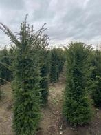 Professioneel gekweekte Taxus baccata 140-160 Oisterwijk, Ophalen of Verzenden, Taxus